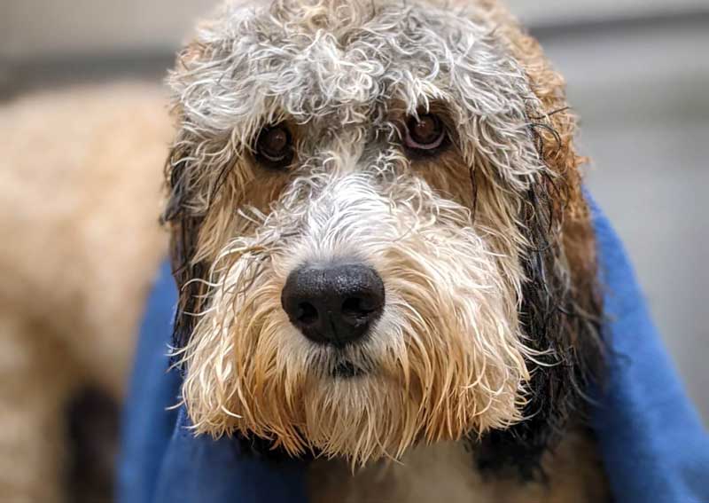 Carousel Slide 6: Professional grooming services