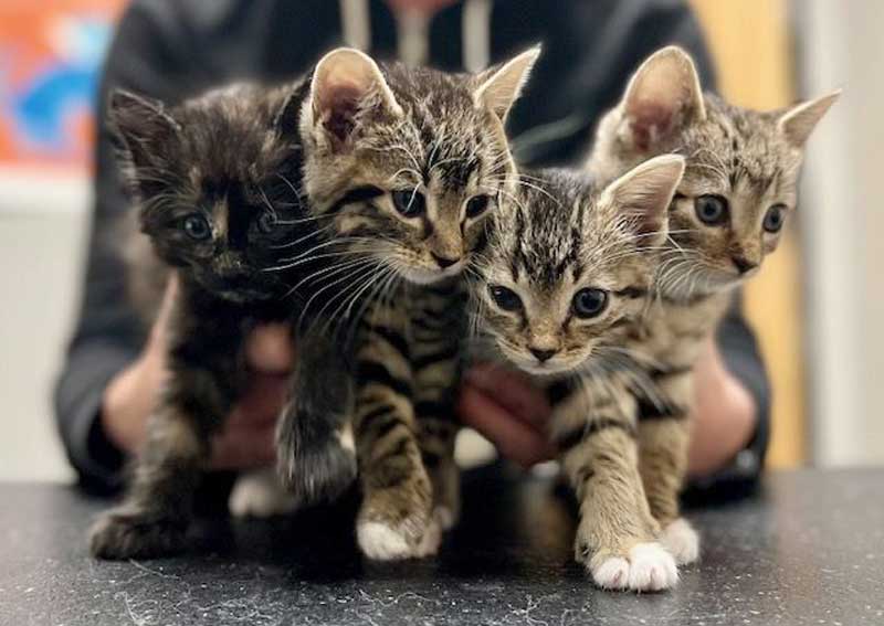Carousel Slide 1: Cat veterinarians